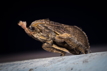 Tropical moth in Jungle of Papua New guinea