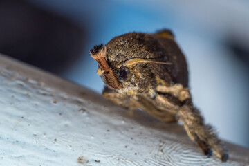 Tropical moth in Jungle of Papua New guinea