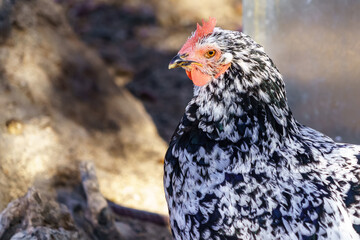Brightly colored hen in the outdoor field with blur around.
