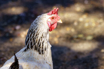 Brightly colored hen in the outdoor field with blur around.
