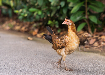 Female Red Junglefowl