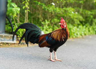 Male Red Junglefowl
