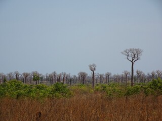 The baobab Forest in Madagascar