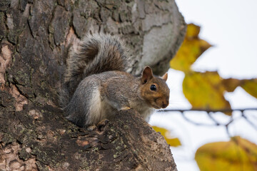 Curious Squirrel