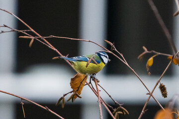 Bluetit on a Branch