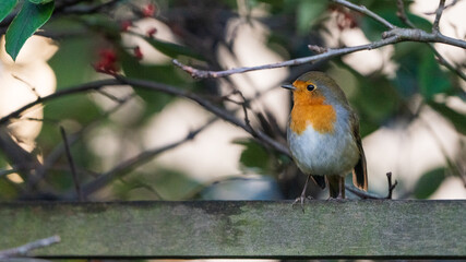 robin on a fence