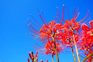 赤い彼岸花と青空