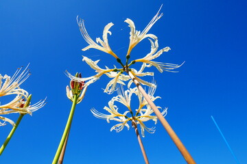 白い彼岸花