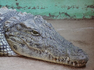 The close-up profile of  crocodile