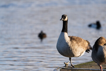 Canada Goose, arabesque