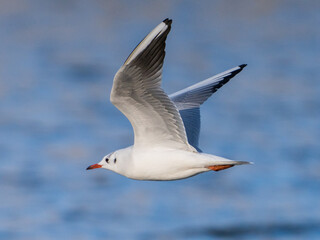 Gull in Flight