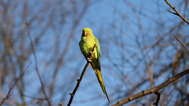 Patrice, perched