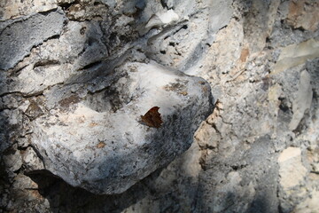 ants on a log