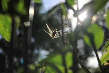 dragonfly