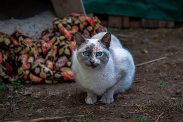 A blue eyed farm cat