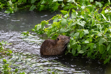 Naturalized nutria - Himeji, Japan