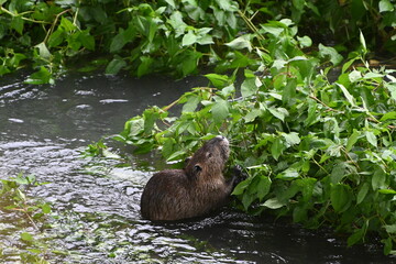 Naturalized nutria - Himeji, Japan