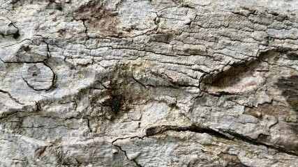 close up of a tree bark