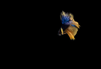 Big Slayer, Half Moon Yellow Tail Blue Body Cupang, Betta, Siamese Fighting fish, isolated on black background
