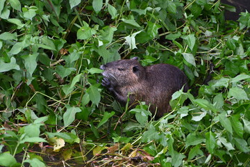Naturalized nutria - Himeji, Japan