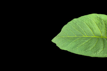 Isolated tobacco leaf and plant with clipping paths.