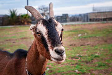 A close up of a farm goat.