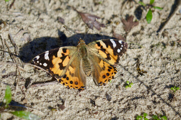 Fototapeta na wymiar Animals. Close-up of a orange butterfly