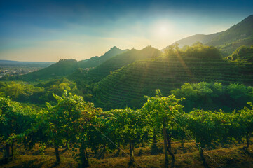 Prosecco Hills, vineyards at sunset. Unesco Site. Veneto, Italy