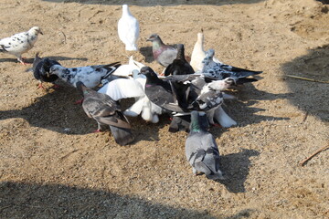 pigeons on the sand