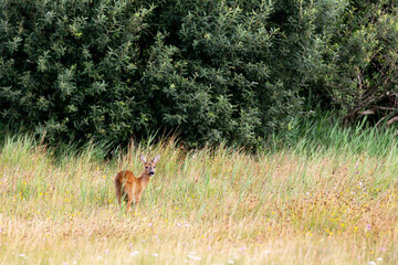 European roe deer (Capreolus capreolus) on the East Frisian island Juist, Germany.