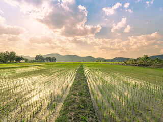 Fototapeta premium wide angle twilight scence of rice field front of mountain over blue and orange sky with white clouds reflection on water a beautiful in nature of whole grains sprouts farming in Thailland