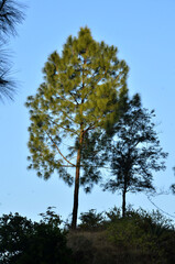 Single Pine Tree Beside Blue SKy Himachal Pradesh India