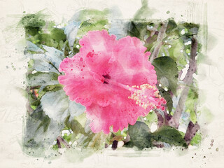Hibiscus, pink flowering plant. Watercolor illustration.