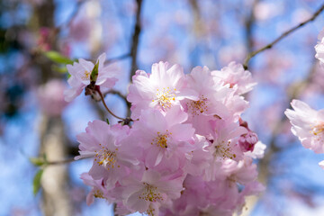 Obraz na płótnie Canvas 八重桜の花