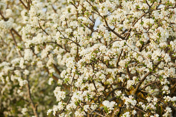 Blooming apple tree and blue sky in early spring in the sunny day