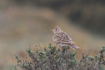  Eurasian skylark (Alauda arvensis) Oeland Sweden