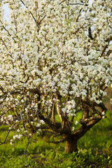 Blooming apple tree and blue sky in early spring in the sunny day