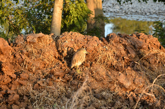 Small Sparow Besides Lake in Himachal Pradesh India