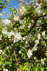 Blooming apple tree and blue sky in early spring in the sunny day