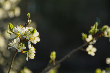 Fruit trees bloom in spring against a background of blue sky and other flowering trees. Close-up