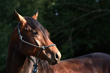 Obraz premium American Quarter Horse Junghengst