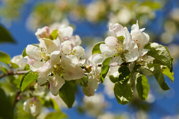 Blooming apple tree (apple flowers) in early spring in the sun macro close up