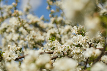 Blooming apple tree and blue sky in early spring in the sunny day