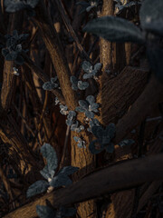 Nachaufnahme Schmetterlingsbaum