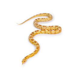 Young butter colored Cornsnake aka Elaphe guttatus or Pantherophis guttatus snake. Isolated on white background.