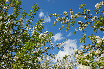 Blooming apple tree and blue sky in early spring in the sunny day
