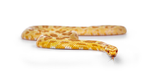 Young butter colored Cornsnake aka Elaphe guttatus or Pantherophis guttatus snake. Isolated on white background.