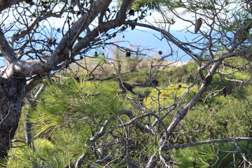 tree in spring