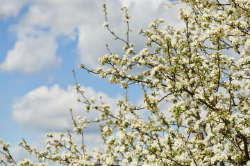 Blooming apple tree and blue sky in early spring in the sunny day