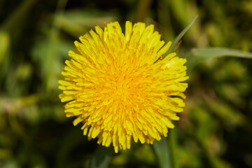 Dandelion, Taraxacum, blowball in the sun , macro close up